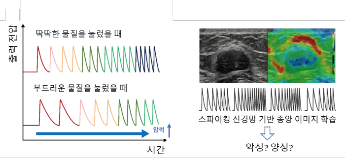 (왼쪽) 누르는 물질의 딱딱한 정도에 따른 인공 촉각 뉴런 소자의 스파이크 신호 패턴 예시, (오른쪽) 생성된 스파이크 정보를 바탕으로 유방암 탄성 초음파 이미지를 학습하여 종양의 악성/양성을 판단하는 예시. 빨간색은 부드러운 영역을, 파란색은 딱딱한 영역을 나타냄 