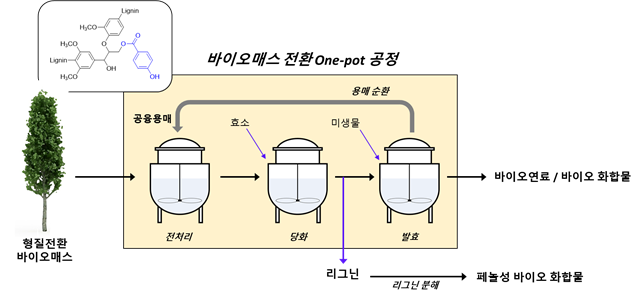 그림 1. 친환경 공융용매를 이용한 바이오매스로부터 바이오연료 및 바이오 화합물을 생산하는 원팟 전환 공정 (one-pot process)