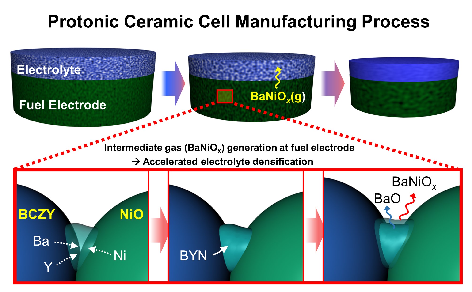 The principle of accelerating electrolyte densification in the proton ceramic cell manufacturing process