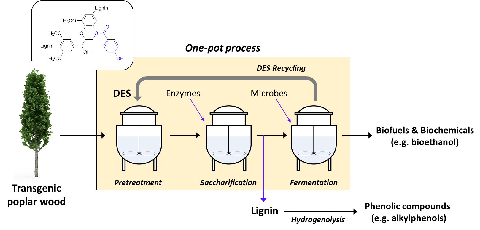 One-pot process for producing biofuels and biochemicals from biomass using environmentally friendly eutectic solvents