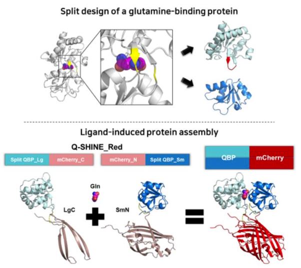 Schematic of Q-SHINE sensor development based on the principle of 'ligand-induced protein assembly' through split and stabilization design of a glutamine-binding protein