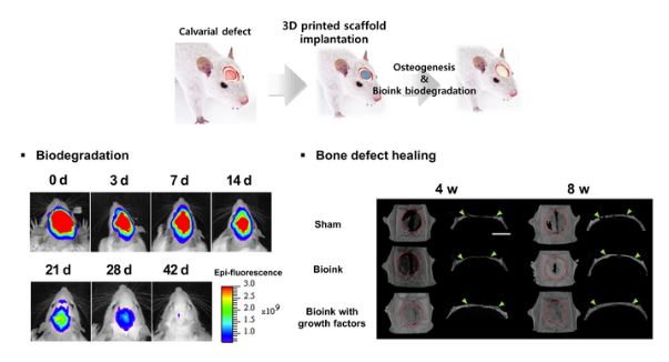 Biodegradation and bone regeneration effects after implanting the 3D-printed scaffold with bioink to the bone-damaged area