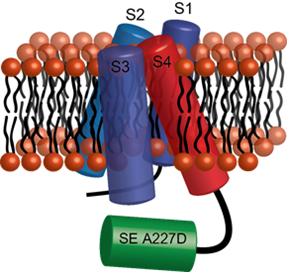 세포막에서 발현하는 봉우리 단백질의 모양. S1-S4는 전압을 센싱하는 단백질 구조를 나타내고 SE A227D는 형광을 내는 단백질 구조를 나타낸다