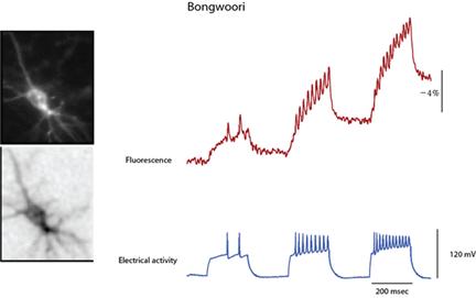 왼쪽사진은 ‘봉우리’를 발현하는 하나의 신경세포를 찍은 사진이고 빨간선은 신경세포에서 발현하는 ‘봉우리’의 형광세기의 시간적 변화를 나타내고, 파란선은 자극이 전해질 때 빨간선과 동일한 신경세포에서의 전압의 변화를 시간적으로 나타냄.