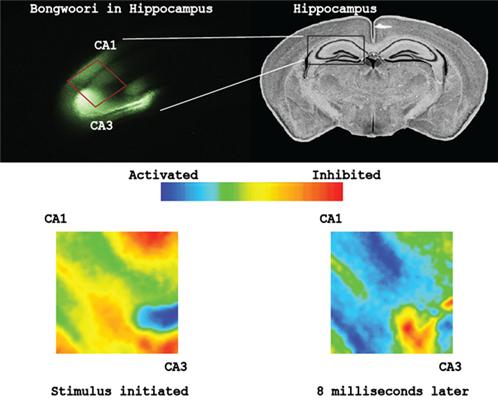 봉우리를 통해 뇌가 기능하는 모습을 실시간으로 관찰. 위의 왼쪽사진은 봉우리센서가 해마에서 발현하고 있는 모습. 