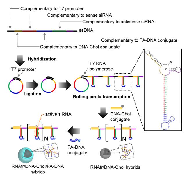 RNA 중합효소를 이용한 RNA 폴리머 합성, 소수성 분자 및 특정표적 분자의 순차적 염기쌍 형성을 통한 나노파티클 제조 개념도