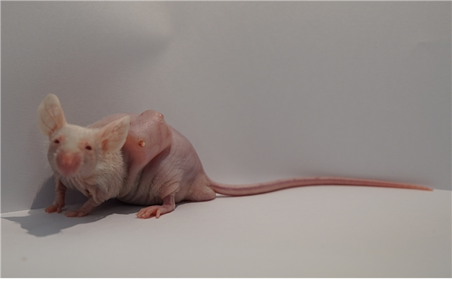 연구진이 개발한 식도암모델의 튜브와 식도암 스텐트를 가지고 있는 실험 쥐의 사진.