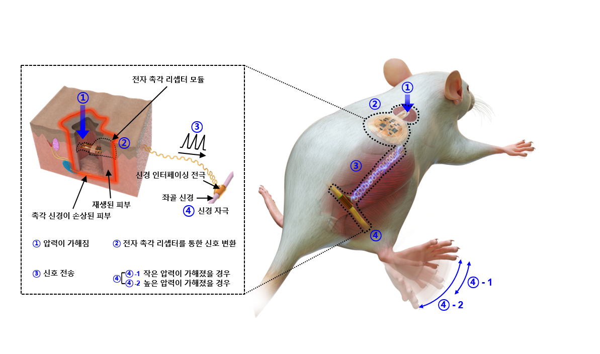 [그림 2] 통합 디바이스를 통한 외부 자극의 신경 전달 메커니즘