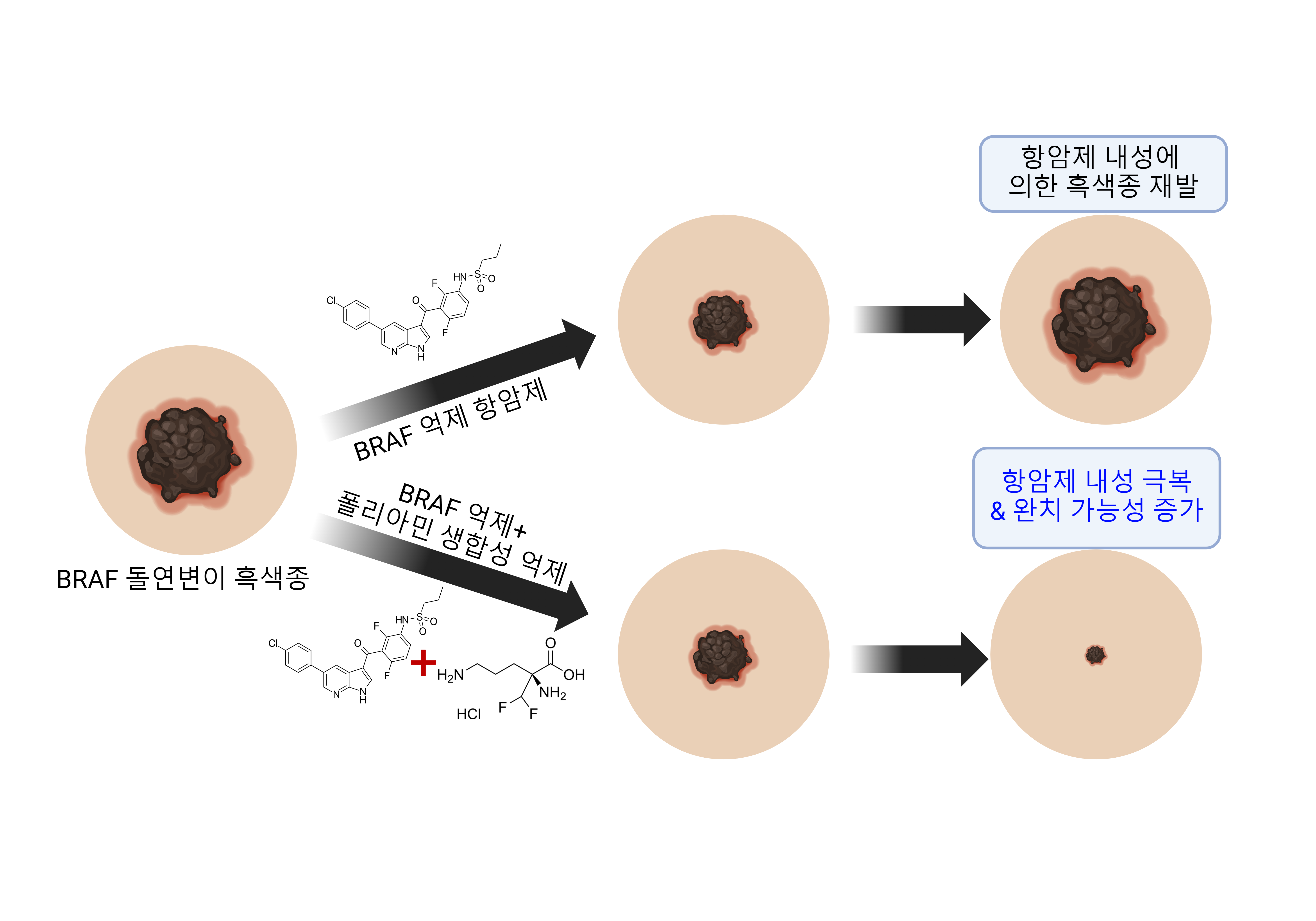 [그림 1] 폴리아민 생합성 억제를 통한 BRAF 억제 항암제 내성 극복