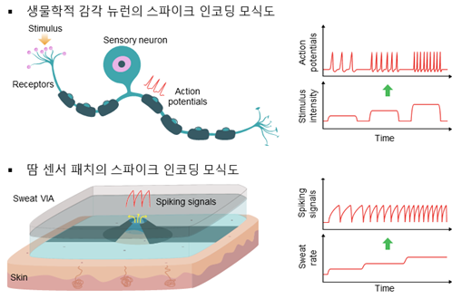 [그림 1] 생물학적 감각 뉴런과 개발된 땀 센서 패치의 외부 자극에 대한 스파이크 인코딩 모식도