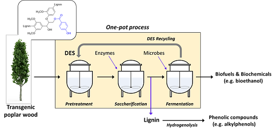 Biomass conversion one-pot process 