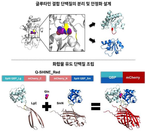 단백질 분리 및 안정화 설계를 통한 ‘화합물 유도 단백질 조립’ 원리의 Q-SHINE 센서 개발 모식도