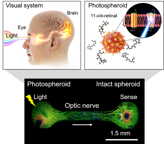 광반응성 신경세포 스페로이드 기반 눈-뇌 인간 시각 모사 모델
