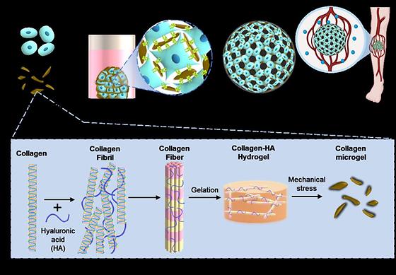 Collagen Microgels - The Concept of Self-Assembling Stem Cell Therapy