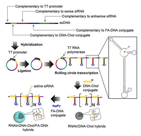 독성없이 쉽게 유전자로 암치료하는 siRNA 전달체 개발