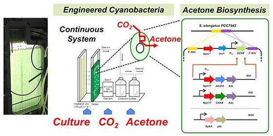 이산화탄소에서 아세톤 생산 기술 최초 개발