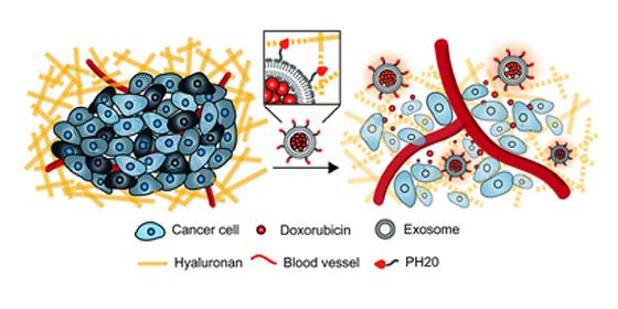 암세포 장벽 분해하는 나노물질로 암 치료의 새로운 장(場) 연다