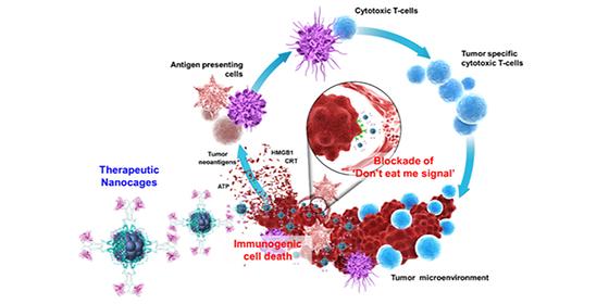 인체 면역세포를 활성화시키는 새로운 항암면역 나노입자 개발, 암 정복의 길 열린다